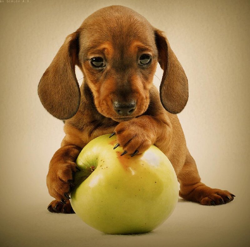 Dachshund puppy with green apple