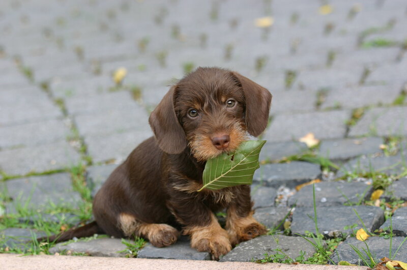 Dachshund Puppy with Leaf