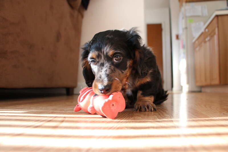 Dachshund Puppy with Toy