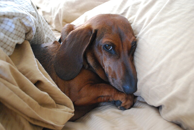 dachshund resting on bed