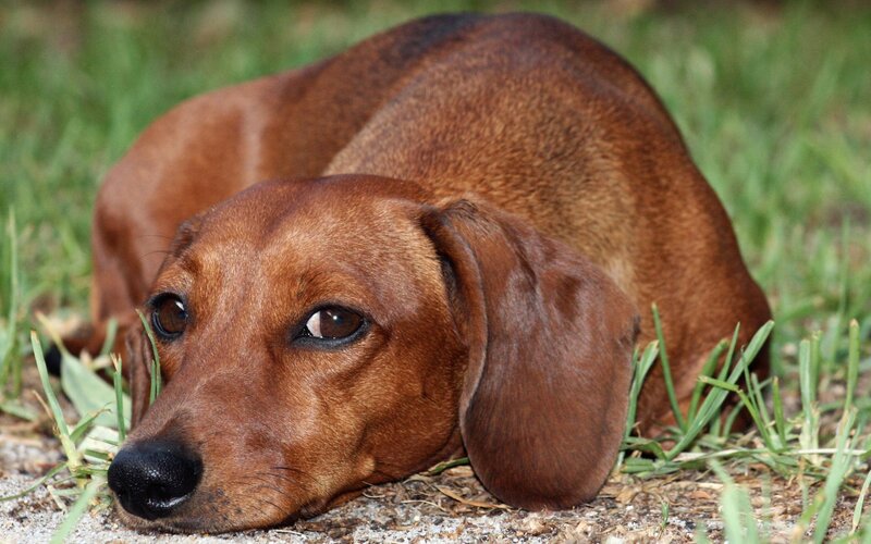 dachshund resting on grass
