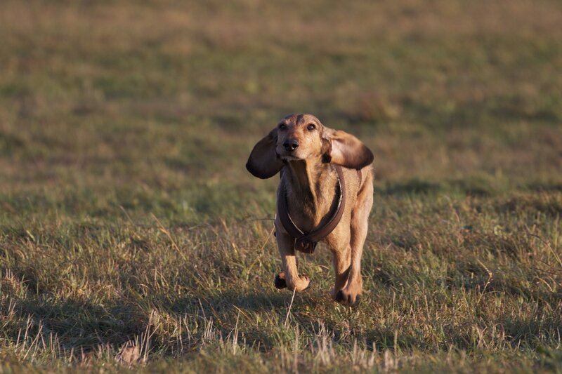 Dachshund Running — Brown, Active, Sunset, Photograph, Grass Field