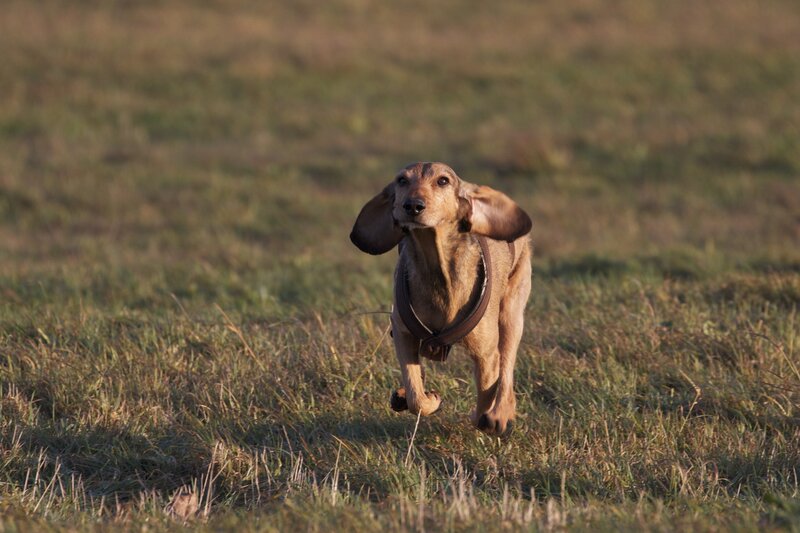 Dachshund Running — Brown, Active