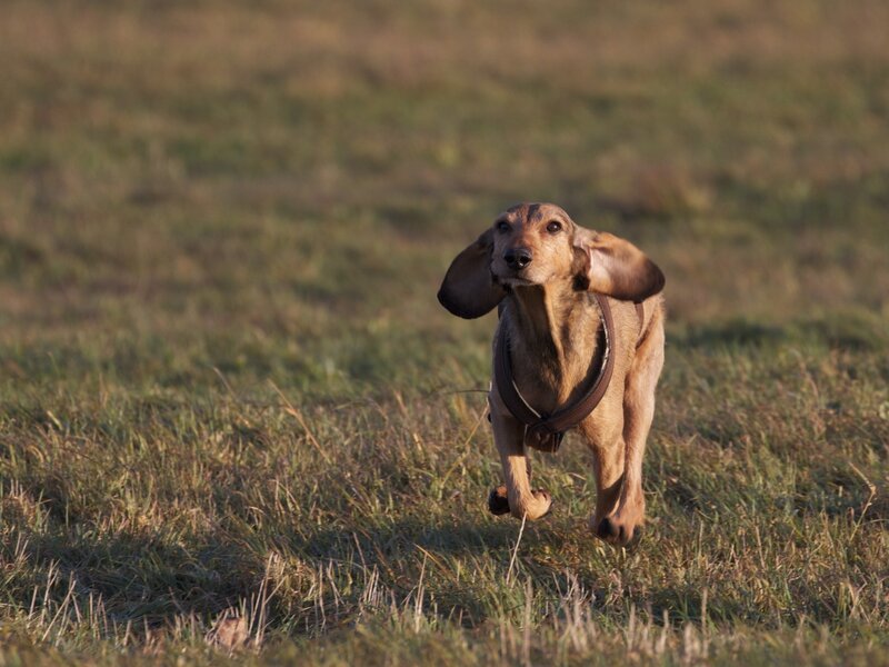 Dachshund Running — Brown