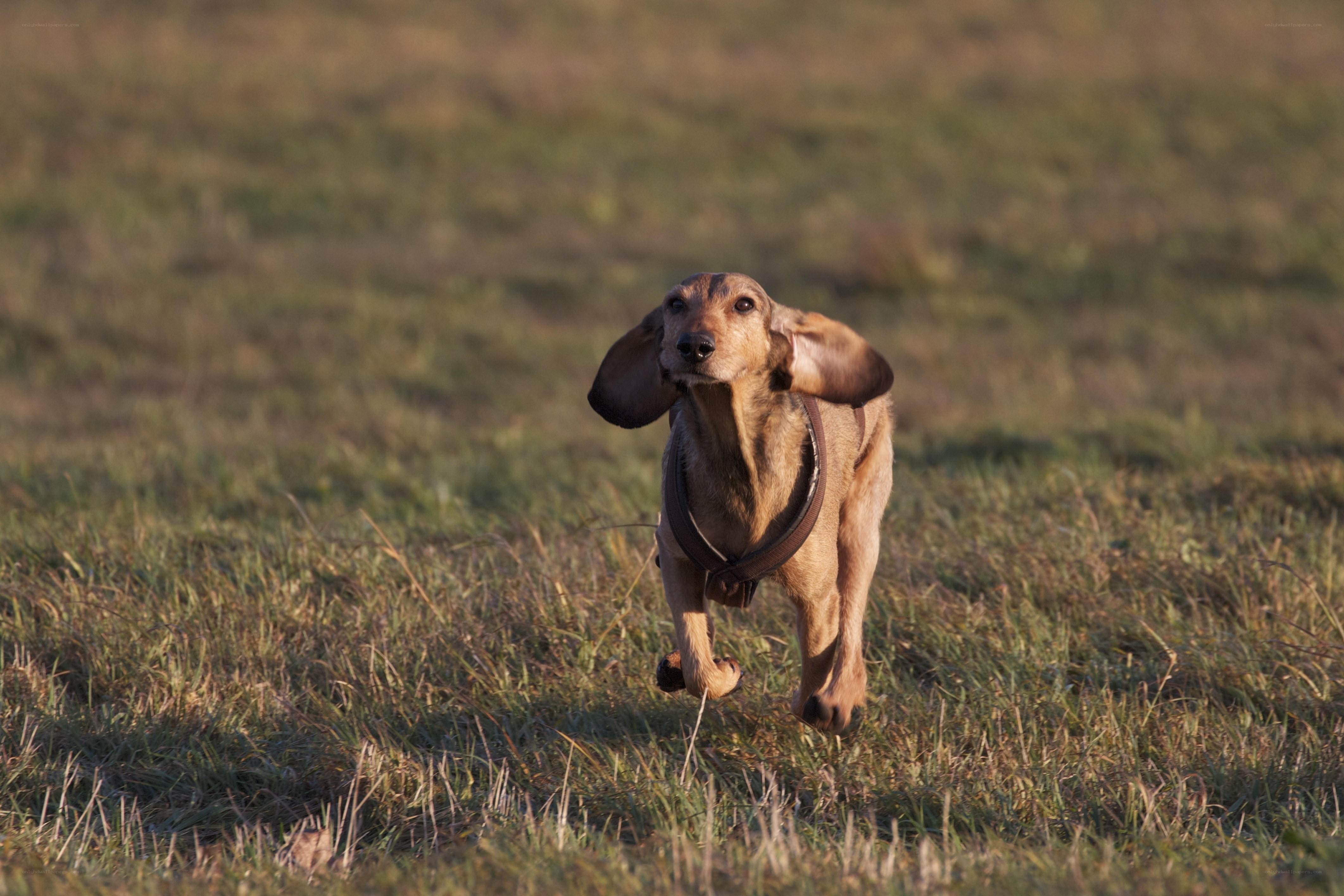 Dachshund running in a field