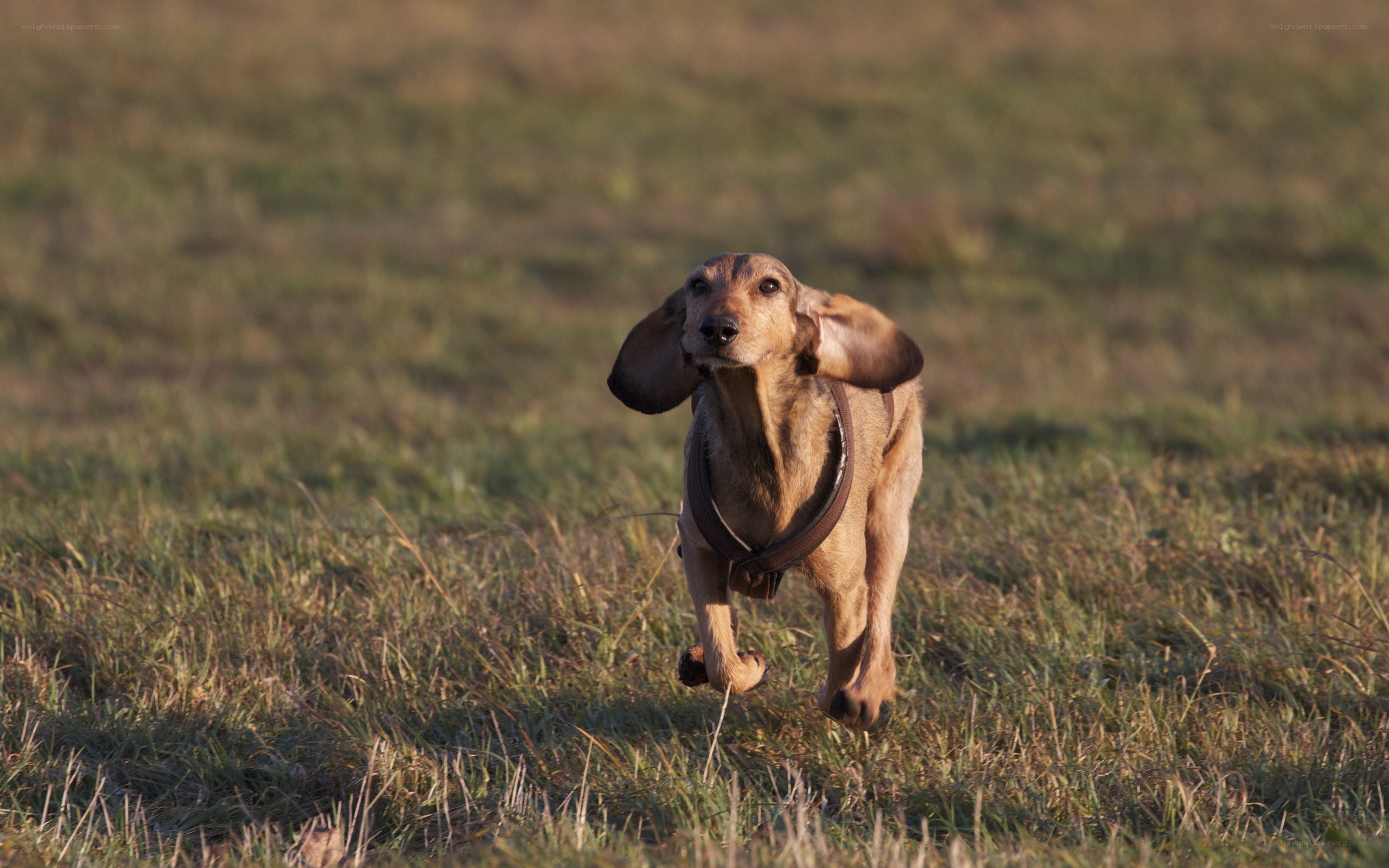 dachshund running in a field