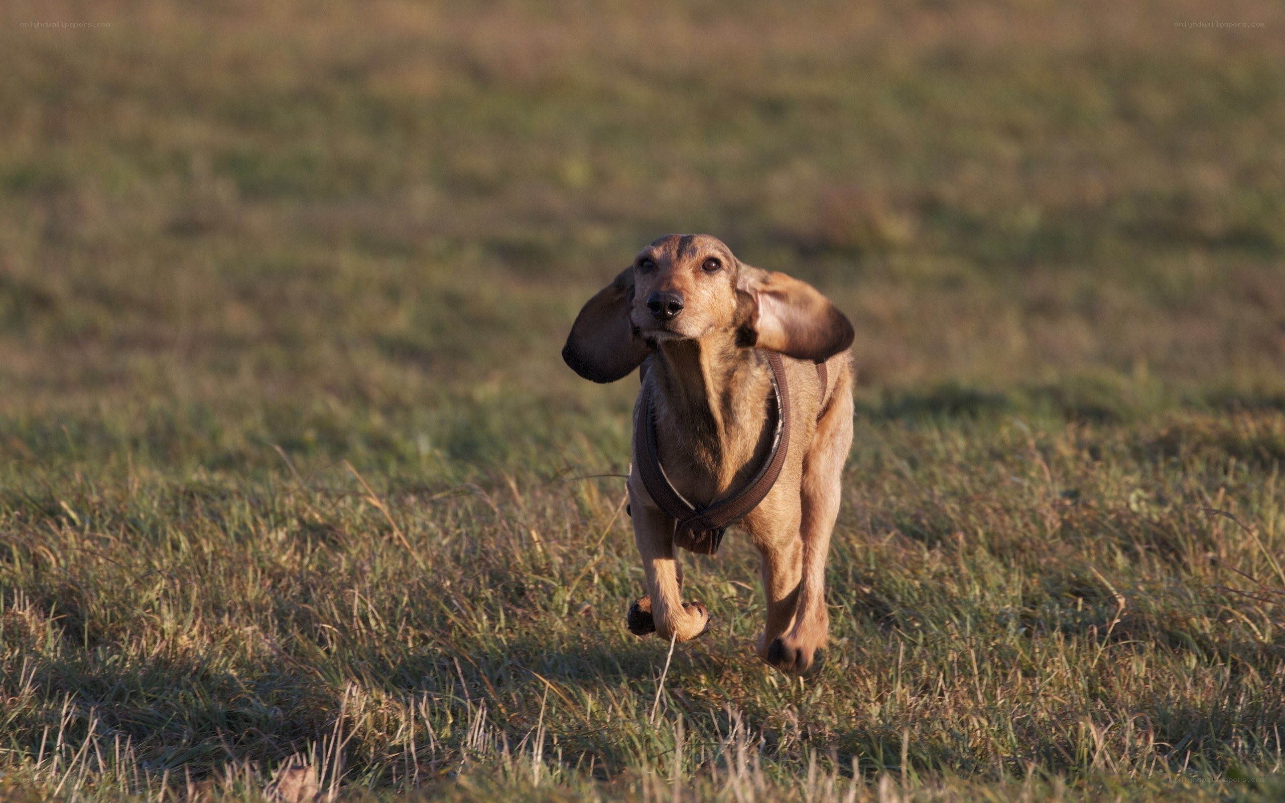 dachshund running in a field