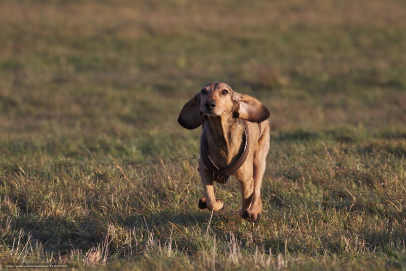 dachshund running in field