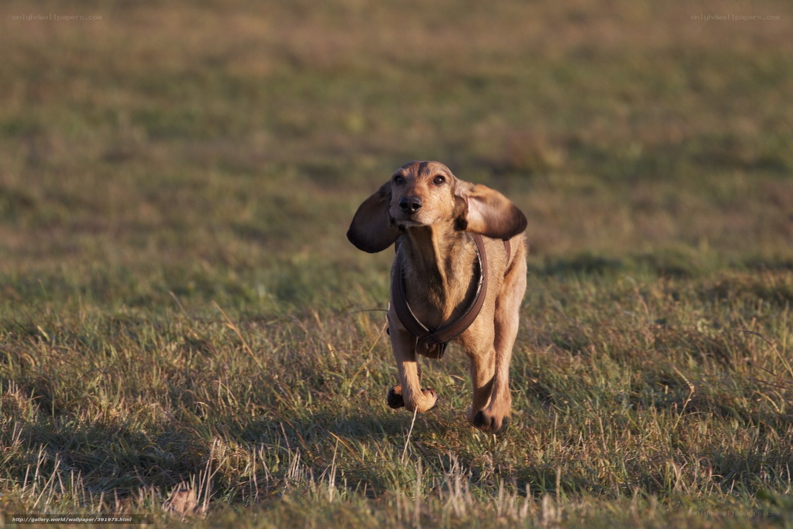 dachshund running in field