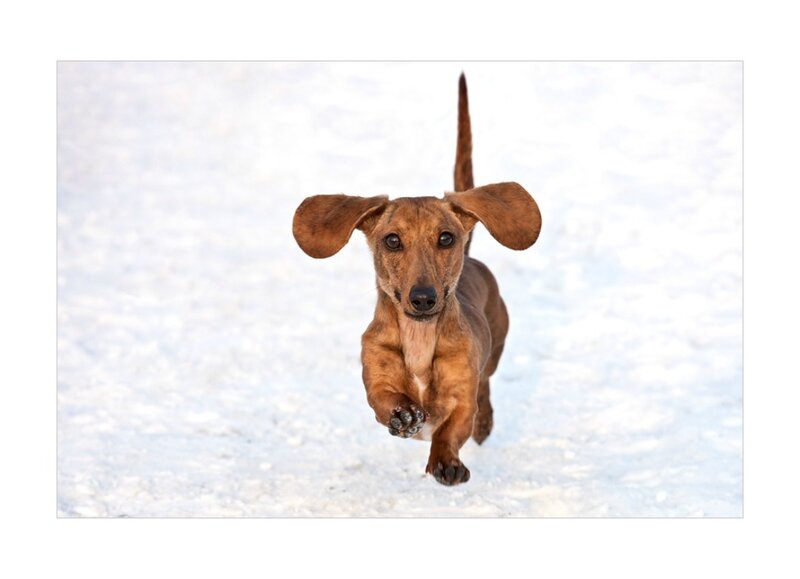 Dachshund Running in Snow