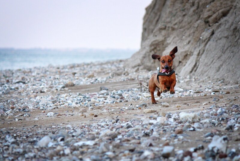 Dachshund Running on Beach