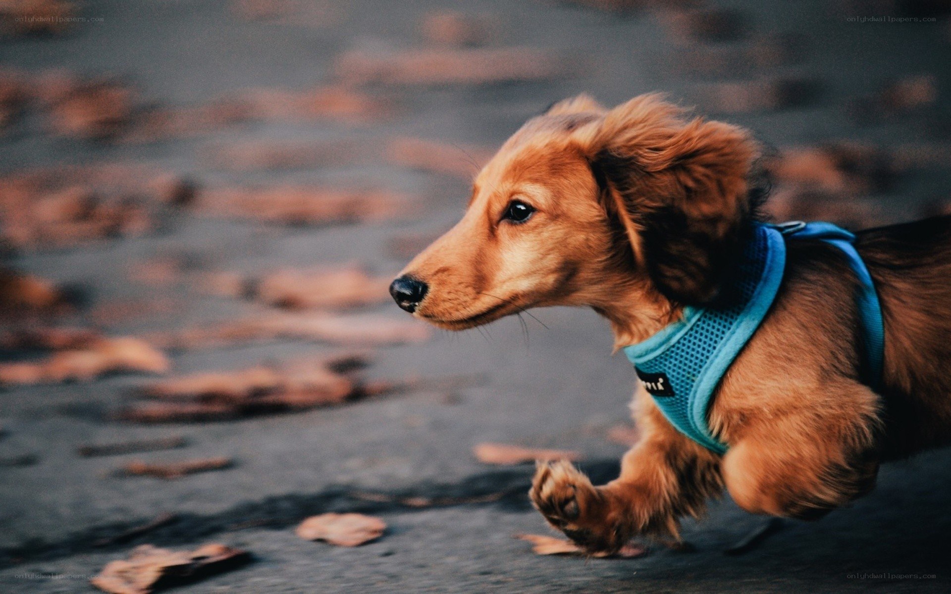 dachshund running on pavement