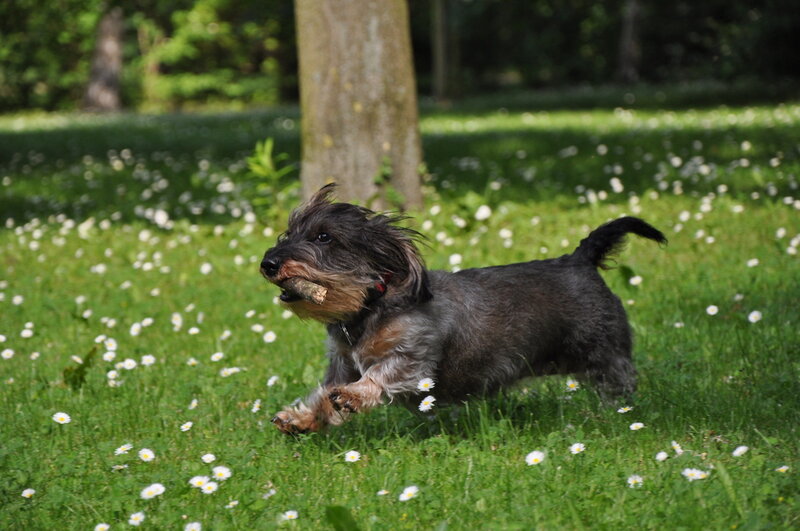 Dachshund Running