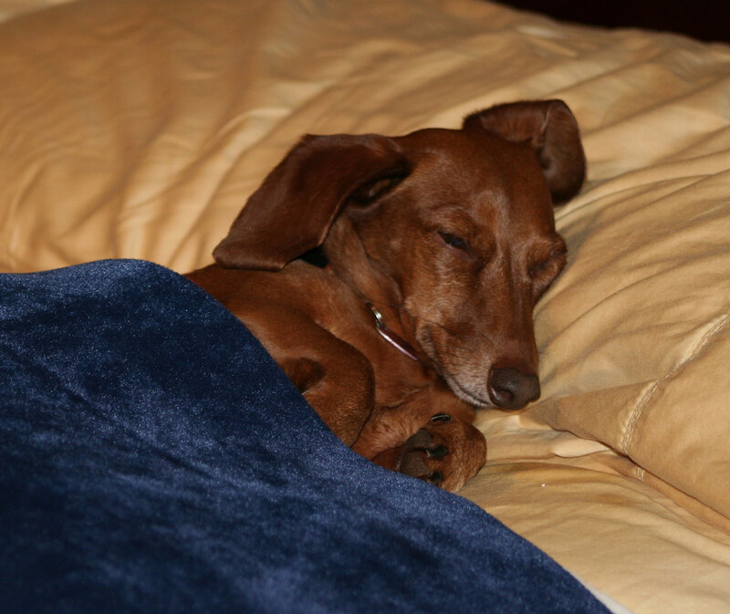 Dachshund Sleeping on Bed
