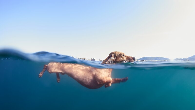Dachshund Swimming — Blue