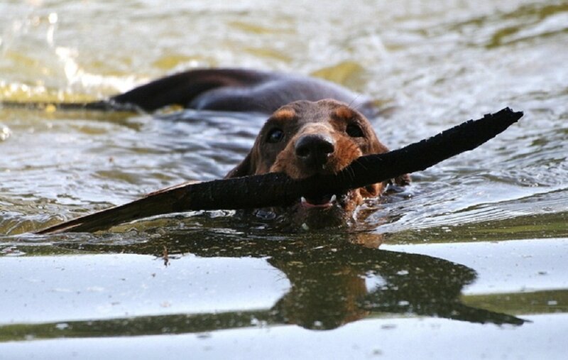 Dachshund Swimming