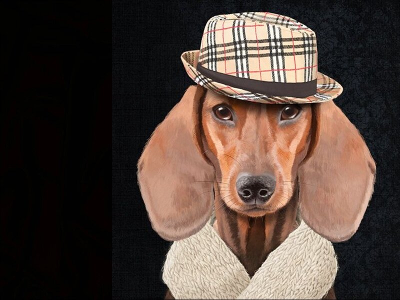 Dachshund Wearing Hat — Brown