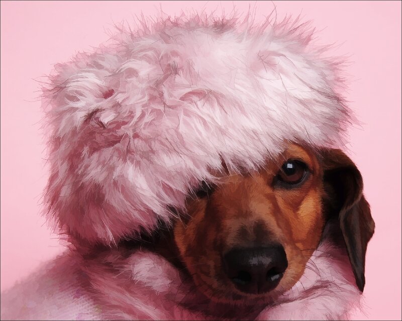 Dachshund Wearing Hat — Pink