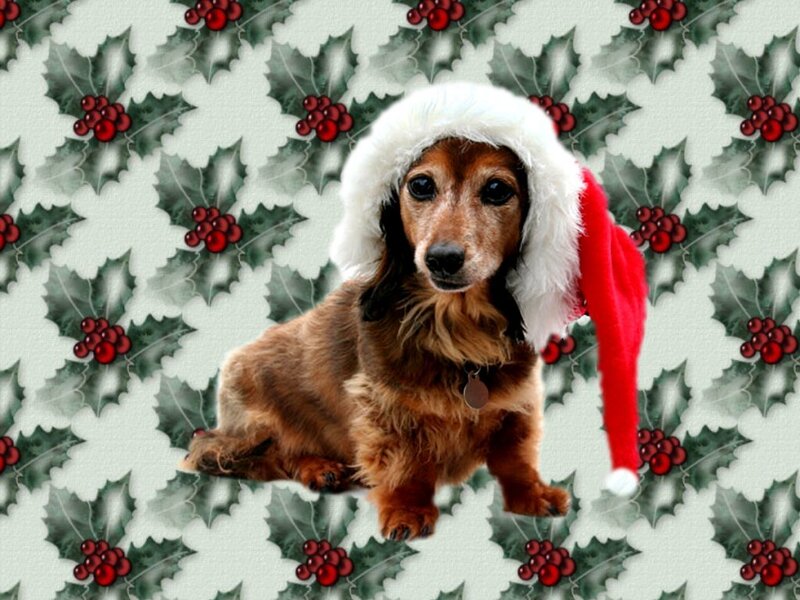 Dachshund Wearing Hat