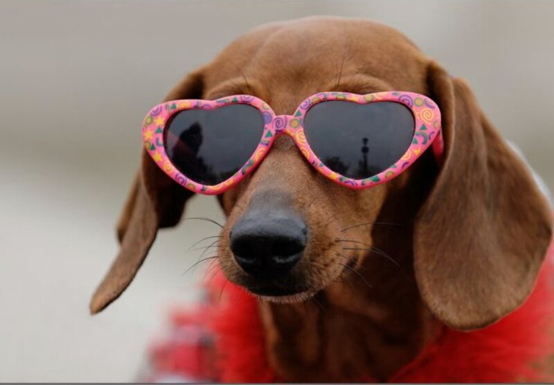 Dachshund Wearing Sunglasses — Brown