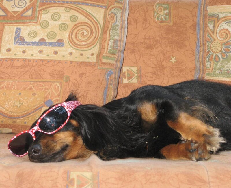 Dachshund Wearing Sunglasses