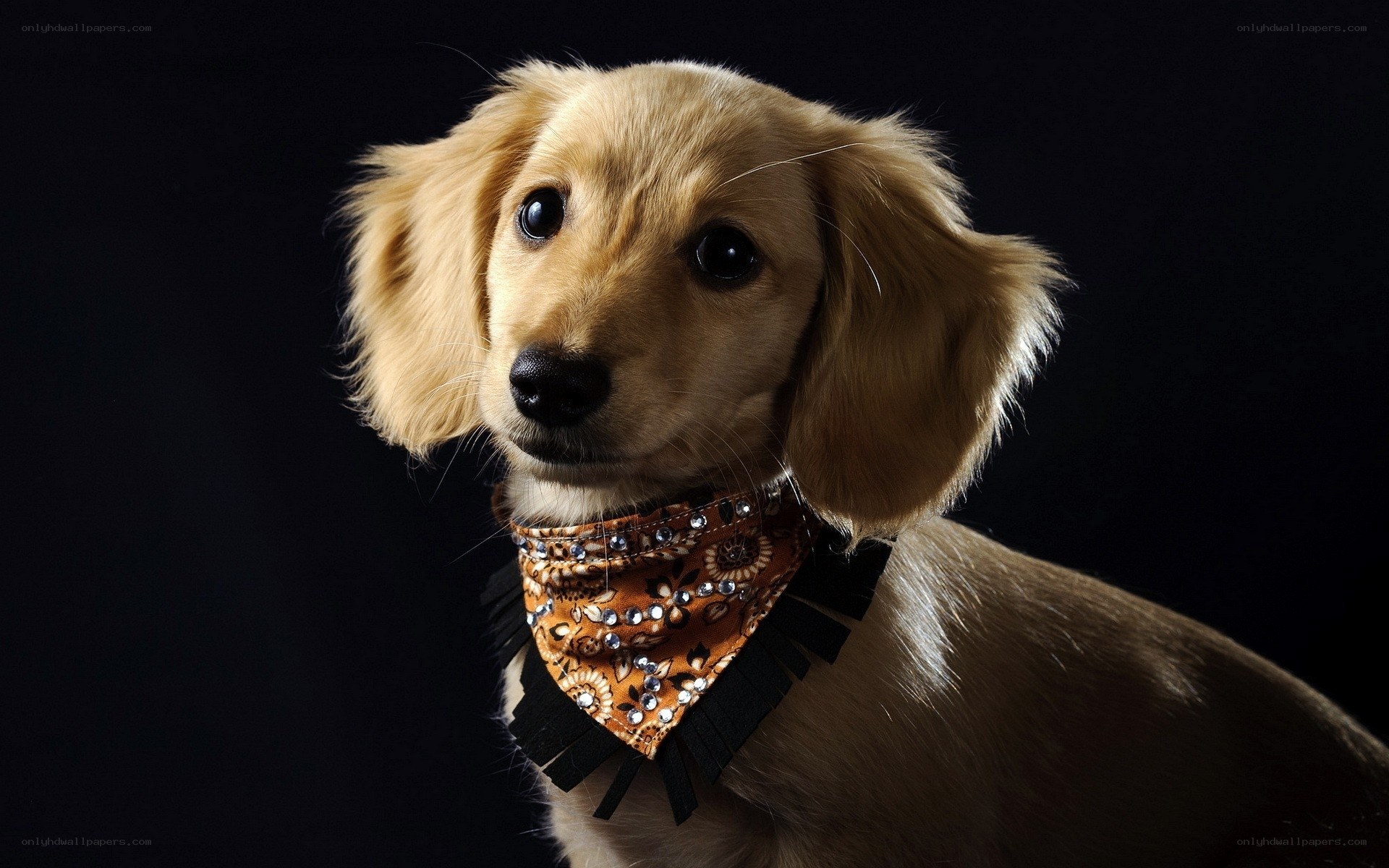 dachshund with bandana