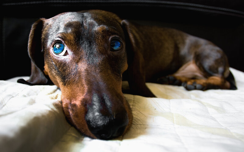 dachshund with blue eyes