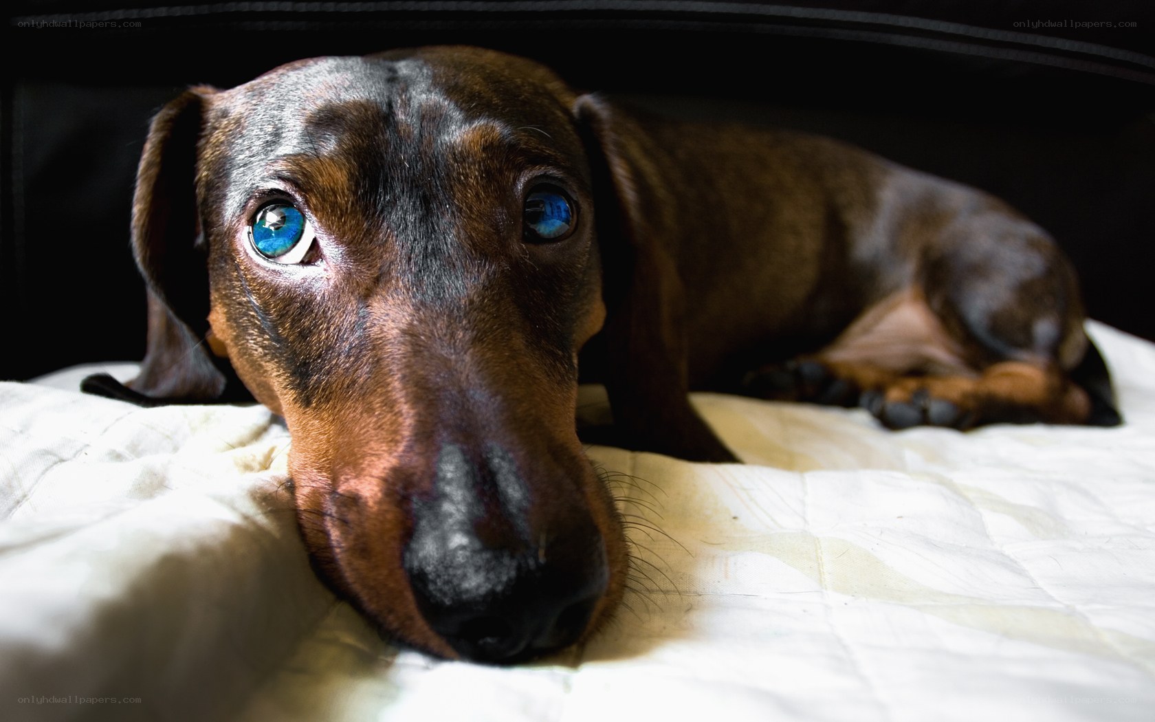 dachshund with blue eyes