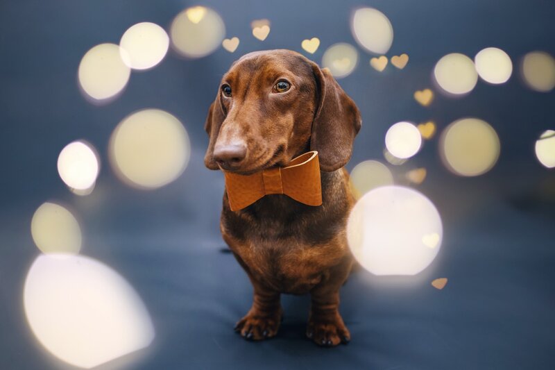Dachshund with Bow Tie