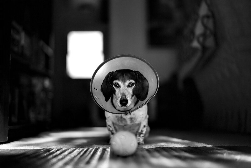 Dachshund with Cone