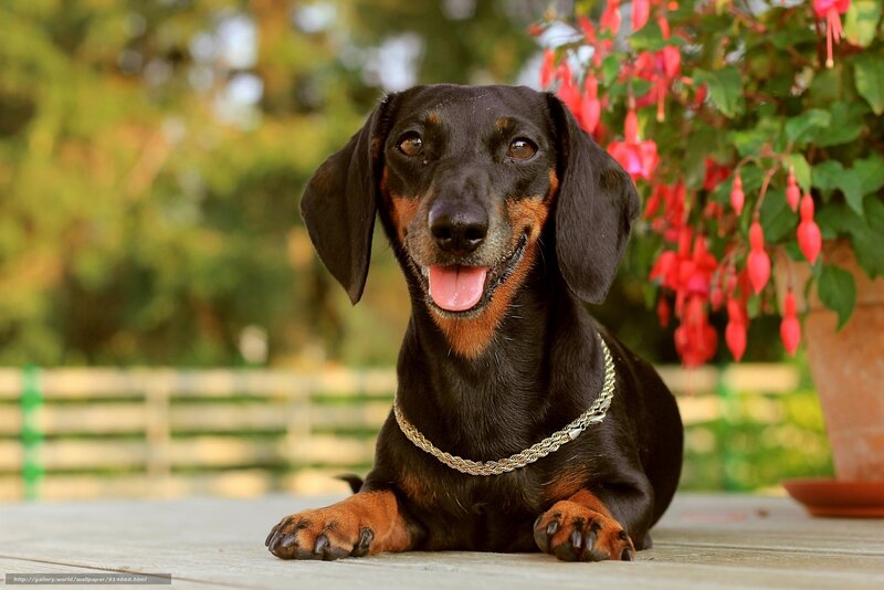 dachshund with flowers