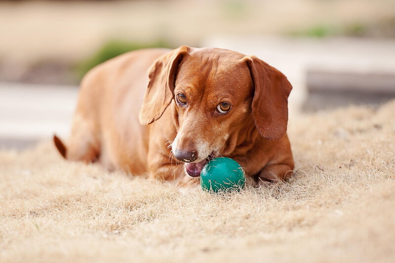 Dachshund with Green Ball