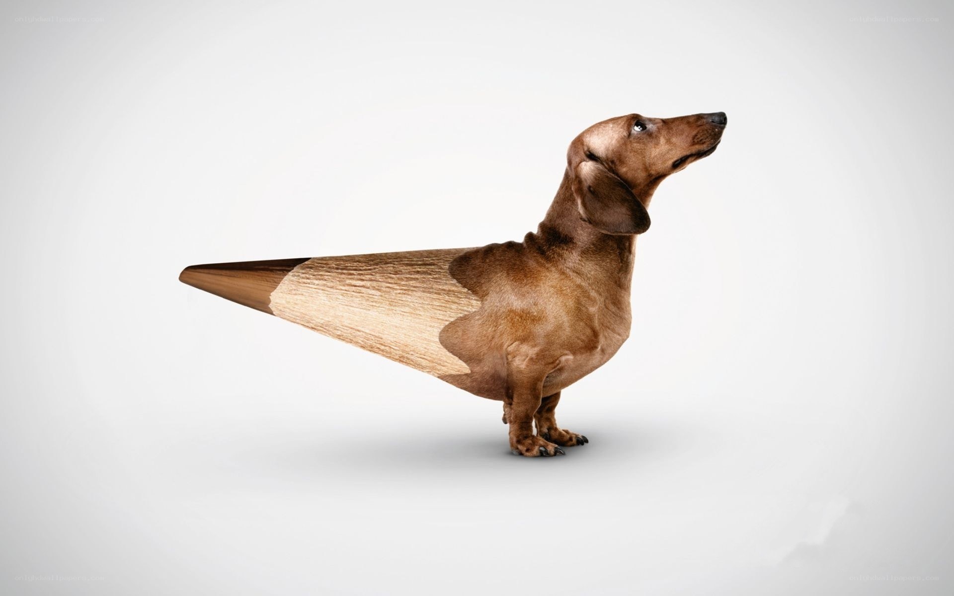 dachshund with pencil body