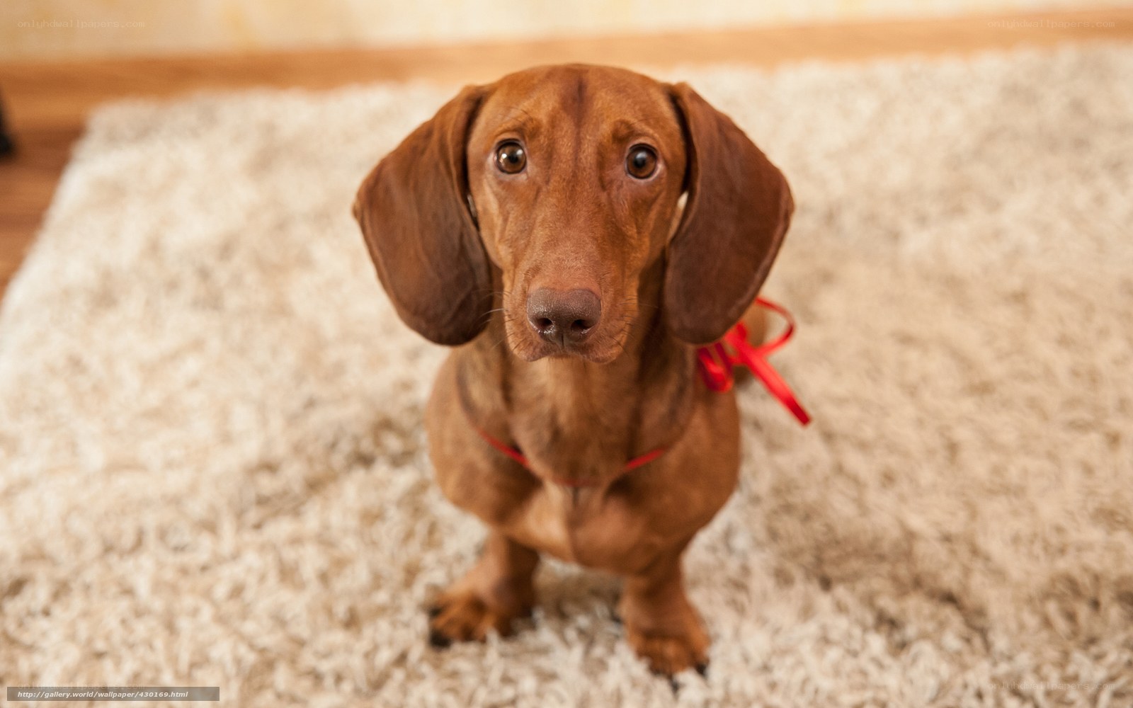 dachshund with red ribbon