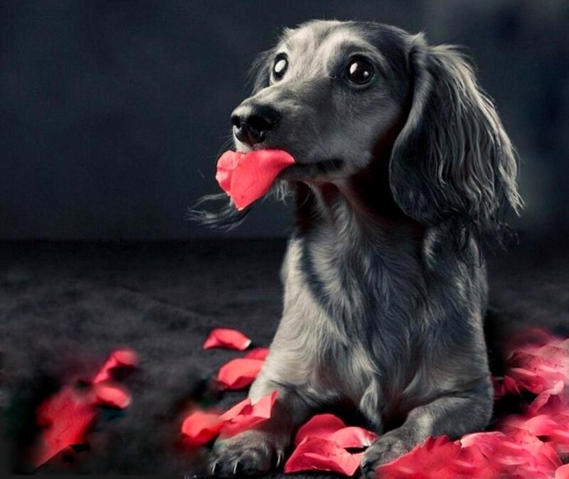 Dachshund with Rose Petal