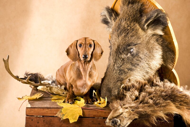Dachshund with Taxidermy — Brown