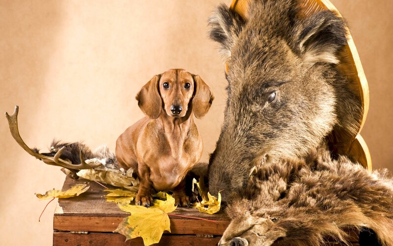 Dachshund with Taxidermy