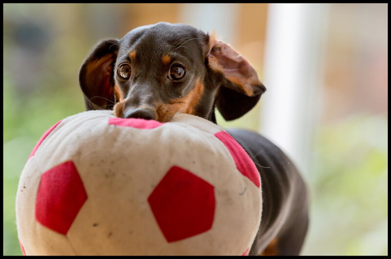 Dachshund with Toy — Black