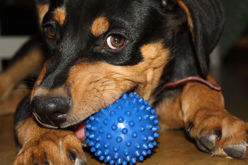Dachshund with Toy — Blue