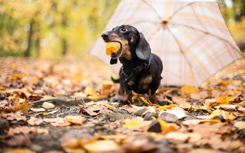 Dachshund with Toy — Brown
