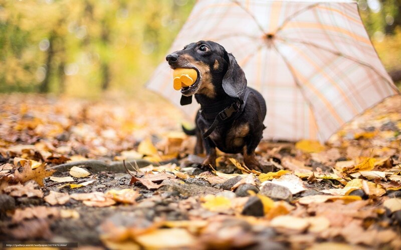 dachshund with toy in autumn