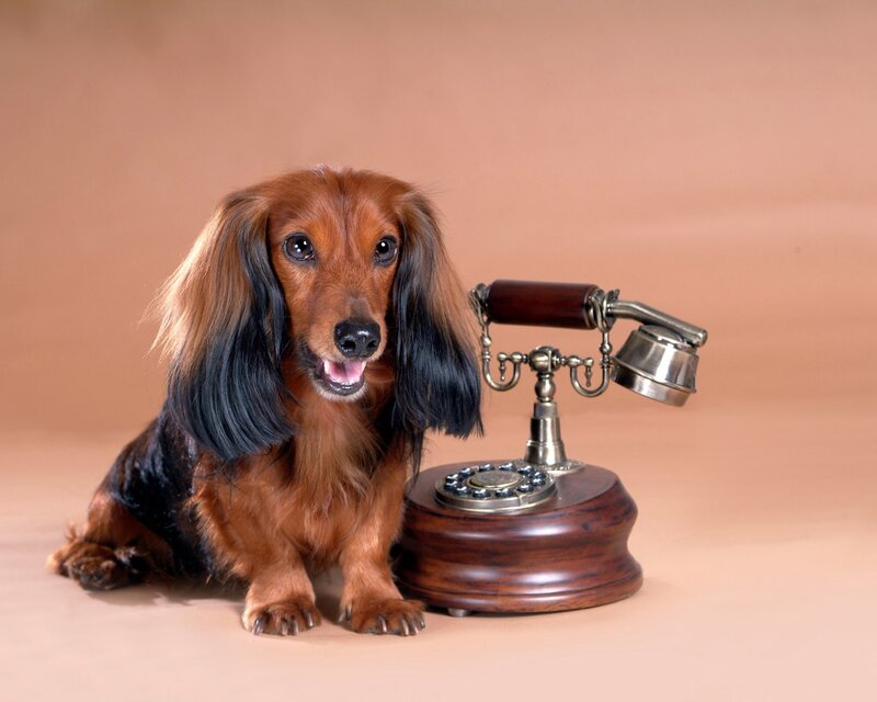 dachshund with vintage phone