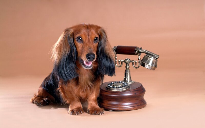 dachshund with vintage telephone