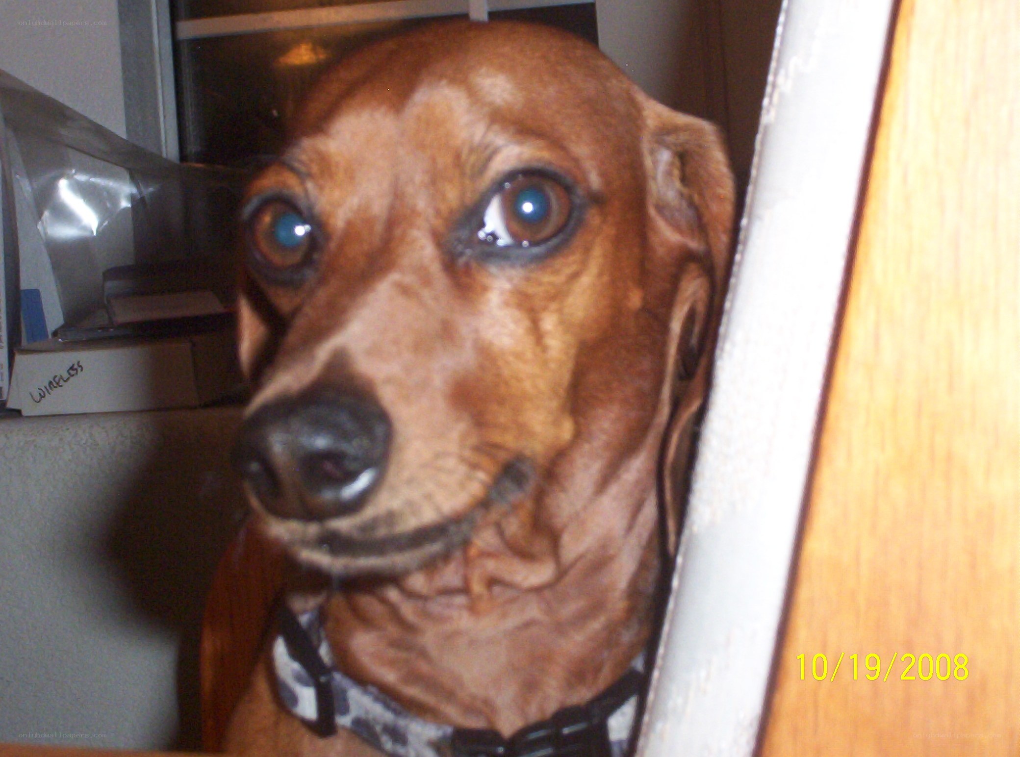 Dachshund with wide eyes