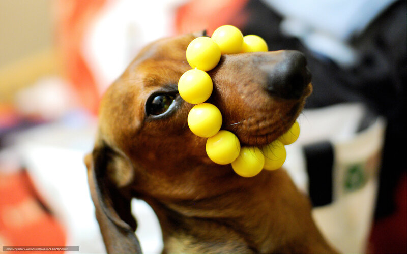 Dachshund with Yellow Beads — Brown