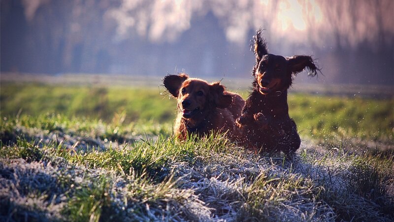 Dachshunds playing in frosty grass