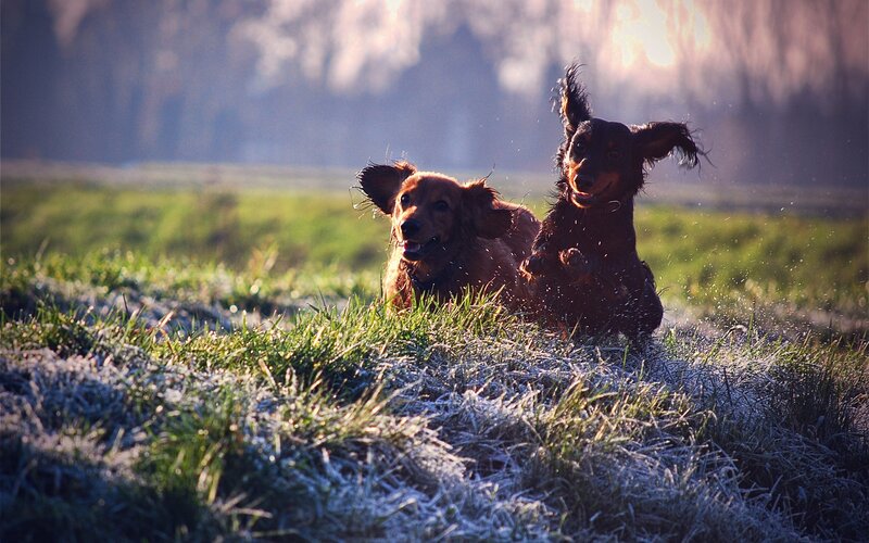 Dachshunds playing in frosty grass