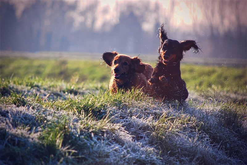 Dachshunds running in frosty field