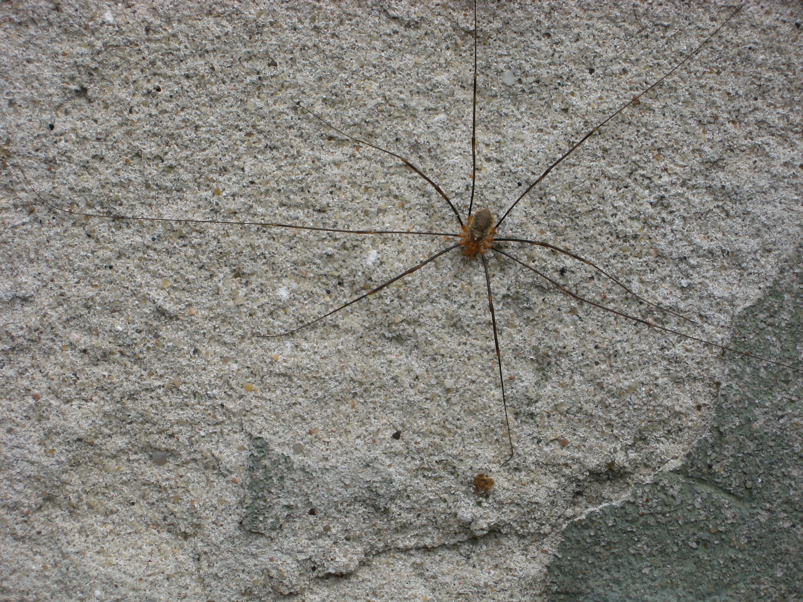 daddy longlegs on concrete