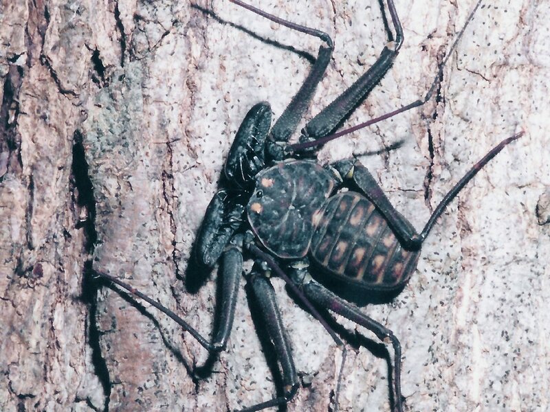 daddy longlegs on tree bark
